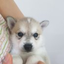 콜드베이켄넬 이미지