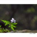 들바람꽃 - 화순군 백천로 239 | 들바람꽃