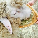 춘삼월목장 이미지