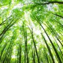 희망나무심기6 이미지