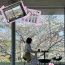 41190-01-07-292 | 울산 벚꽃 카페 TOP6｜작천정·국가정원·궁거랑까지 뷰 좋은 카페 총정리