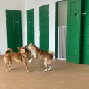 파자마독 이미지