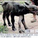 한다리농장 이미지