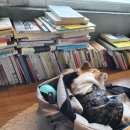 에바다애견 이미지