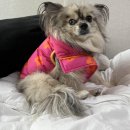 아리가독 | [TOOF] 투프 강아지 패딩