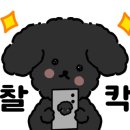 새롬애견 이미지