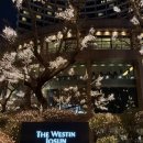 어랑일식 | 서울 조선호텔 아리아 뷔페 주말 디너 상세 후기,제휴카드 할인,예약 방법