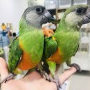 가든조류원 이미지