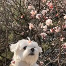 에프엠카페(FM cafe) | [화정 FM동물메디컬센터] 일산 심장병(B1) 노견 스케일링 내돈내산 솔직한 후기