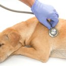 북광주동물약국 이미지