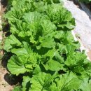 이경농장 이미지