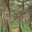 마곡사 신록, 숲속의 ‘힐링 캠프’ 이미지
