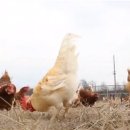 청오농장 이미지