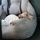 아름드리데이케어센터 | [파주 다율동] 강아지도 출근이 필요해🐶 파주 온케어반려동물케어센터 유치원(데이케어) 다녀온 후기!
