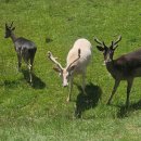 수정사슴목장 | 뉴질랜드 남섬 반지의 제왕 촬영지 디어파크 하이츠