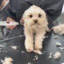 반값애견 이미지