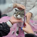 뽀솜뽀솜 | [대구 고양이 미용] 뽀솜뽀솜 / 원장님이 고양이를 사랑하시는게 느껴지는 미용실