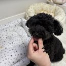 멍냥펀치 이미지