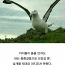 알바트로스/샤를르 보들레르 이미지