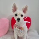 깔꼼 애견미용실 이미지