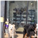 왕짱애견유치원 | 남양주애견카페 찾는다면 믿고 맡길 수 있는 애견카페왕 애견유치원·애견호텔 솔직 이용 후기