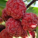 오원농장 이미지