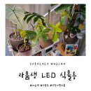 라움생 | 식집사 홈가드닝 필수템 LED자바라 식물등 내돈내산 구매후기!