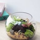 비바리움 뜻 만들기 이끼 테라리움 만들기 키우기 방법 이미지