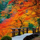 정읍시기-비상-007 | 2025년, 내장산 단풍 효도 여행: 부모님께 잊지 못할 가을 추억을 선물하세요!