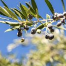 올리브나무 이미지