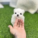 아담스펫 강아지분양 고양이분양 일산점 | 고양시강아지분양으로 입소문이 자자한 유앤미펫 강아지분양 고양이분양 일산점