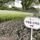 조천읍 와흘메밀마을 이미지
