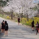 서울삼육학교 Daum카페