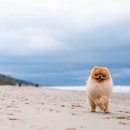 놀러오개 이미지