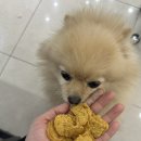 바르다펫 | 바르다펫 에너칩 비건야채 후기강아지비건간식으로 부담 없이 먹이기