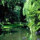 버드나무 이미지