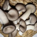 여우골농장 이미지