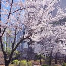 댕댕이 펫카 | 쿠쿠 넬로 프로 원터치 펫 유모차 후기｜카시트·캐리어까지 가능한 강아지 유모차 추천