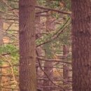 토마스 베이프 이미지