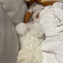 24아프리카동물메디컬센터 | 대전 24아프리카동물메디컬센터 다녀간 후기!