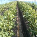 강씨농장 이미지