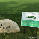 비발디 향기나무 이미지