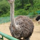 타조사육장 이미지