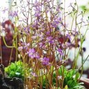 천일토굴새우젓 이미지