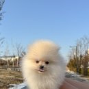 아르르펫 이미지