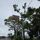 대도공영(마을버스) | 서귀포가볼만한곳 쇠소깍 산책 시내버스 무료주차 정보 꿀팁