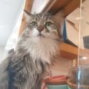 고양이별 캣 카페 이미지