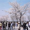 한강 여의도 봄꽃축제 (2011.04.13 ~ 2011.04.17) 이미지