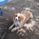 문안산 흑염소 이미지