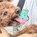 멍뭉이샵 이미지